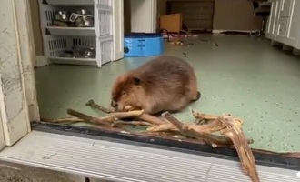 Beaver continues to build dams while in rehab center