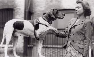 The Three Most Famous Dog Heroes of World War II