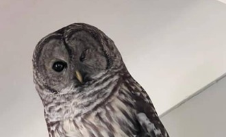 Owl allegedly breaks into 2nd home in a week, trashes the place
