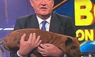 Piers Morgan Pets