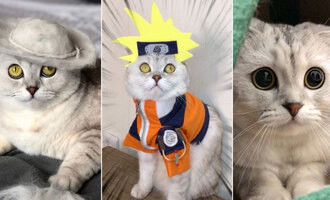 Sonya and Kisa – The Fun-Loving Scottish Fold Cats Who Create Videos