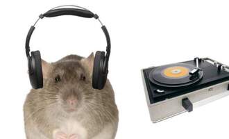 Study finds rats bop their heads to music by Lady Gaga, Michael Jackson, and Maroon 5