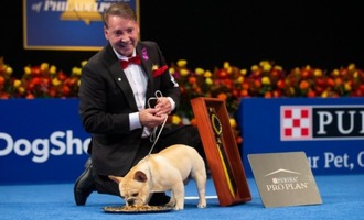 Winston is the first French Bulldog to win the National Dog Show (video)