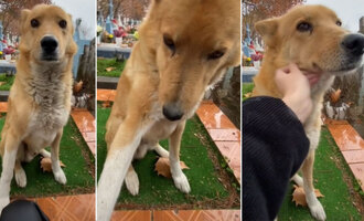 Stray Dogs Offers Comfort to a Stranger in the Face of Grief (Video)