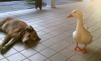 Mysterious duck turns up, cures grieving dog’s 2-year depression
