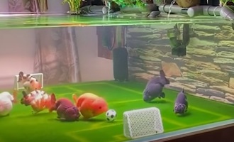 Man trains his goldfish to play soccer