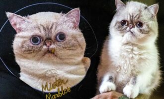 Meet Mister Marbles, Lil BUB’s Space Cat Protege
