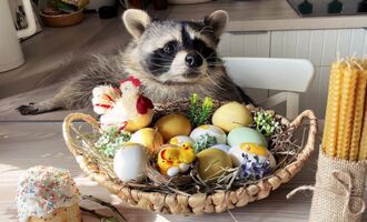 Tema The Chubby Raccoon From Zoo Baby to Pampered Instagram Superstar