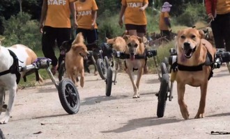 The Wheelchair Mafia: Disabled shelter dogs turned biker gang (Video)