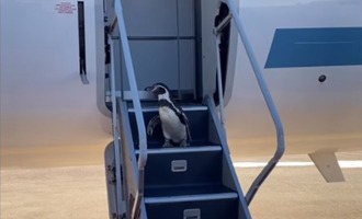 The jet-set life of Chester – Penguin and professional actor