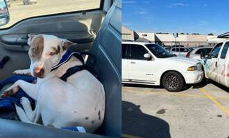 Reckless driver crashes into two cars, is also a dog