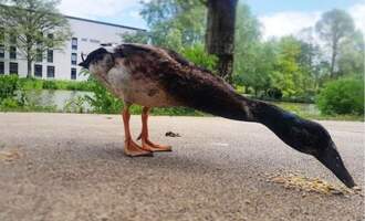 Meet Long Boi – A really really long duck