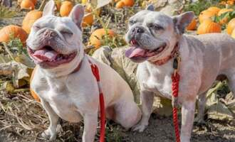 Interview with @2blondefrenchies: Penelope the Princess and her adopted sister Champagne