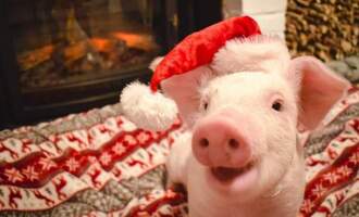These rescue piggies are ready for the holidays