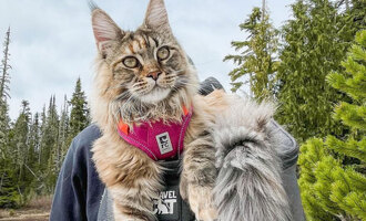 Fig & Scout: Adventure Cats Living the Good Life on Vancouver Island