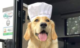 Cooking with Badger – A classically trained chef and golden retriever