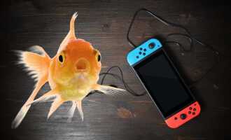 This pet fish plays Pokemon, but also commits credit card fraud
