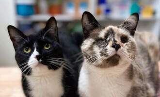 The Look Ahead Cats – 6 rescue cats that run an animal hospital