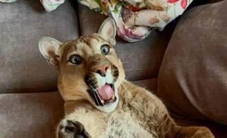 Messi the Puma: Not your average house cat