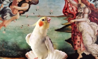Meet Mr. Lubitsch, the opera-singing parrot