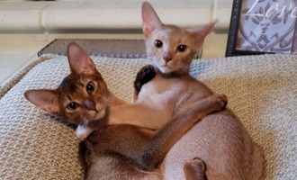 Tango and Cash – Two crazy Abyssinian cat brothers