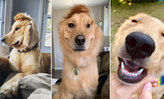 The Rise of the ‘Golden Unicorn’: Meet Rae, The One-Eared Golden Retriever!
