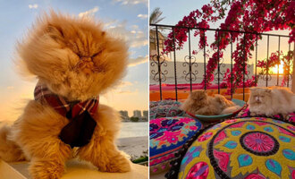 Relax and Soak it In With The Zen Kitty for Catspiration & Outdoor Adventure