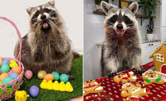 Cheeto & Piper The Rescued Raccoons That Fingerpaint Terrible Days Away