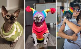 Interview with Bambam the Hairless Munchkin – A Sassy Talking Sweater-Wearing Cat