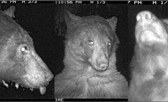 Bear finds trail camera, takes 400 selfies, launches influencer career