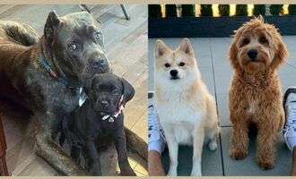 Super Bowl LVII: Meet the dogs of the Eagles and Chiefs