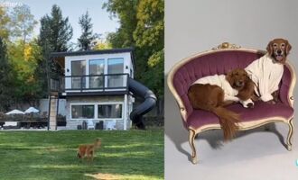 Chip Pups: Living luxuriously in their own doggy mansion