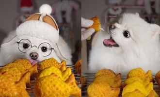 Hong Snow the ASMR Mukbang Pomeranian is a Cute Little Foodie with a Big Appetite
