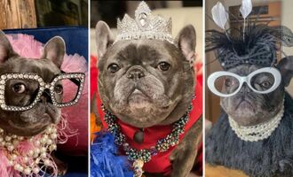 Izzy the Frenchie – Fashion Icon, Jewelry Designer, and Author