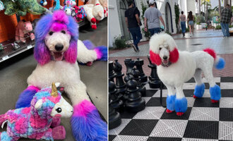 Half Unicorn, Half Poodle? Interview with Zoe from Muse Dog Spa