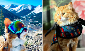Liebchen’s Journey: The Adventure Cat Breaking Stereotypes and Exploring the World