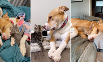 Ginger The Pibble Once Separated from Her Puppies Now Adopts to Foster Kittens