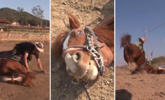 Jingang the Lazy Horse Plays Dead to Avoid Work
