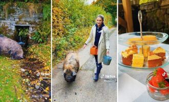 Pignic – Enjoy a Stroll and Picnic with Cute Kune Kune Pigs