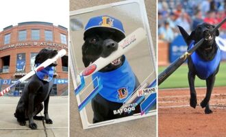 Move Over Bat Boys, Ripken the Bat Dog Fetches Baseball Bats Professionally
