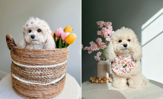 Get to Know Tato Bear: A Photogenic Maltipoo with a Passion for Design