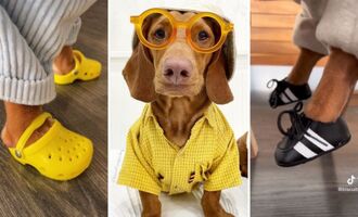 Meat Biscuit Superdog – The Sneakerhead Sausage Dog