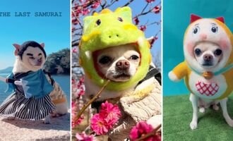 Fuku the Chihuahua Cosplayer has the Cutest Felt Outfits (@pekosandesu)
