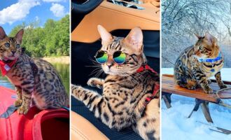 Interview with Poseidon the Bengal Cat: Adventures from Oceans to Mountains