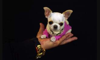 Pearl the iPhone-Sized Chihuahua is the World’s Shortest Dog