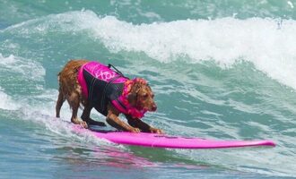Remembering Ricochet: The Golden Retriever Who Changed Lives Through Surfing