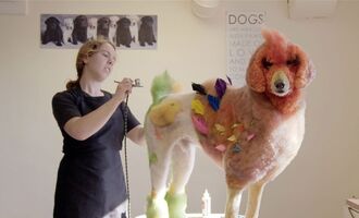 Furry Fashionistas: The Wild World of Competitive Dog Grooming