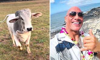 Dwayne Johnson Reveals his new pet Brahma Bull named “Soul Bully”