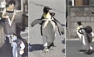 The Story of Lala, the Rescued Penguin That Would Go Grocery Shopping by Himself (Video)