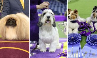 Meet “Best in Show” and the Winners of the 2023 Westminster Kennel Club Dog Show